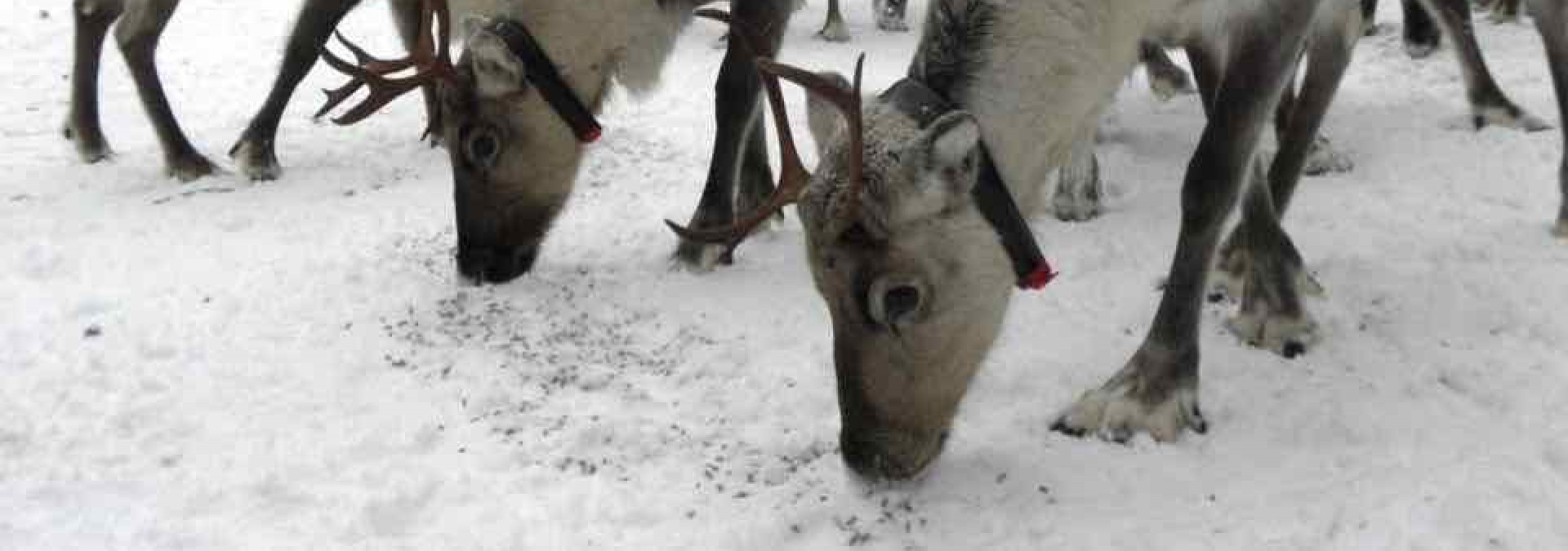 Ski the Finnish Russian Frontier