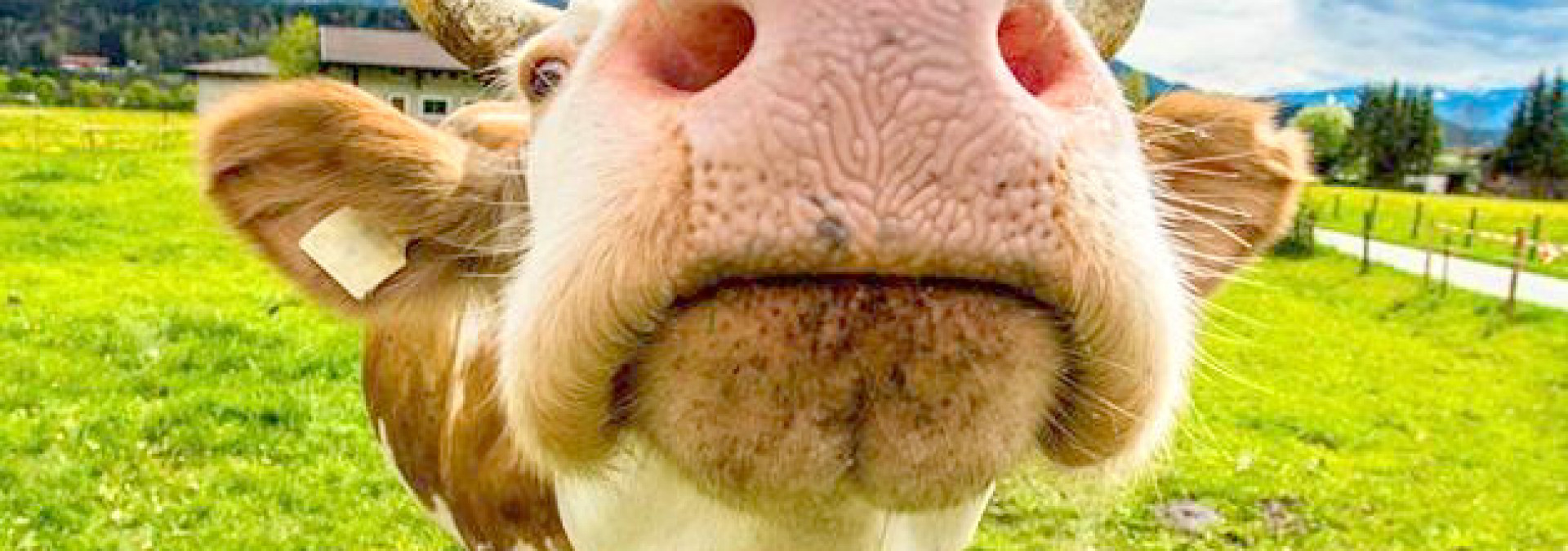 Friendly cows beside the trail