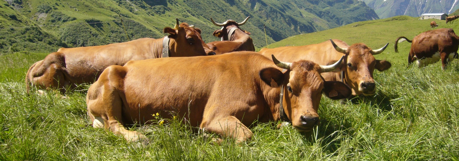 Cows resting in the high pastures 