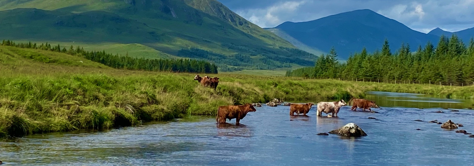 Iconic Highlands image of Highland cattle crossing a river
