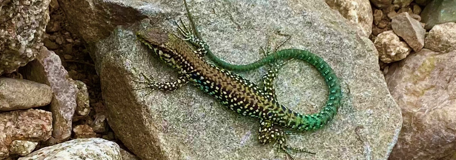 Corsican Native Lizard