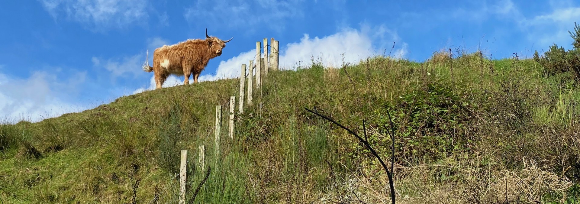 A Highland 'coo' on the horizon!