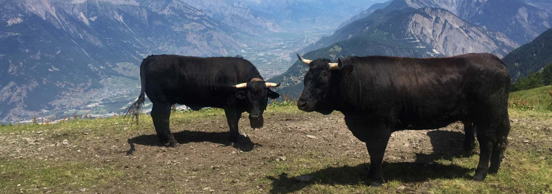 Classic Tour du Mont Blanc -  Val d'Herens cows