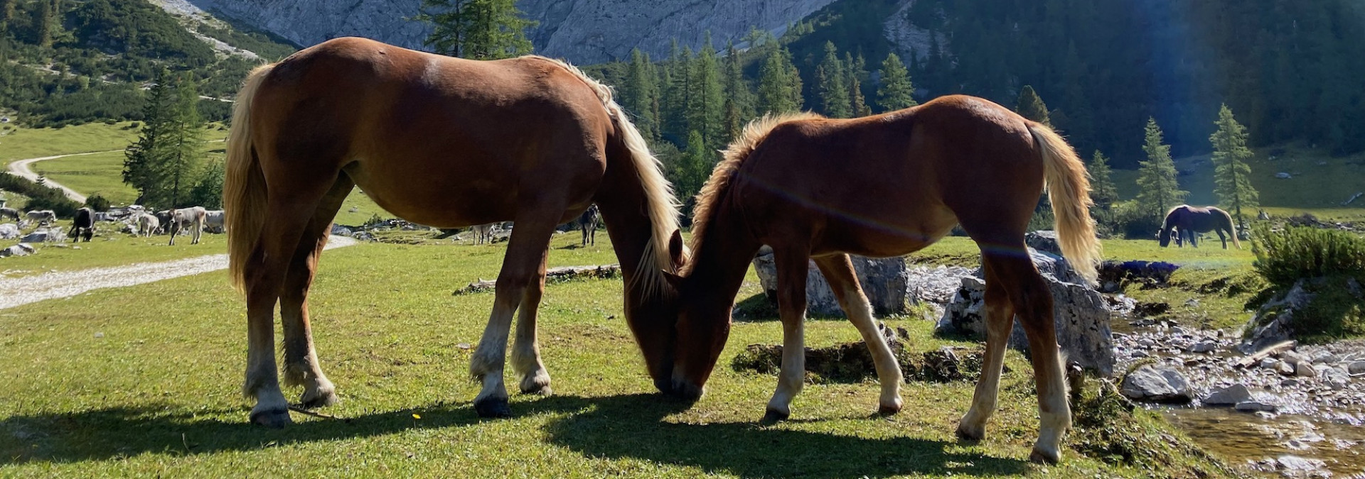 A high mountain valley, pastoral bliss