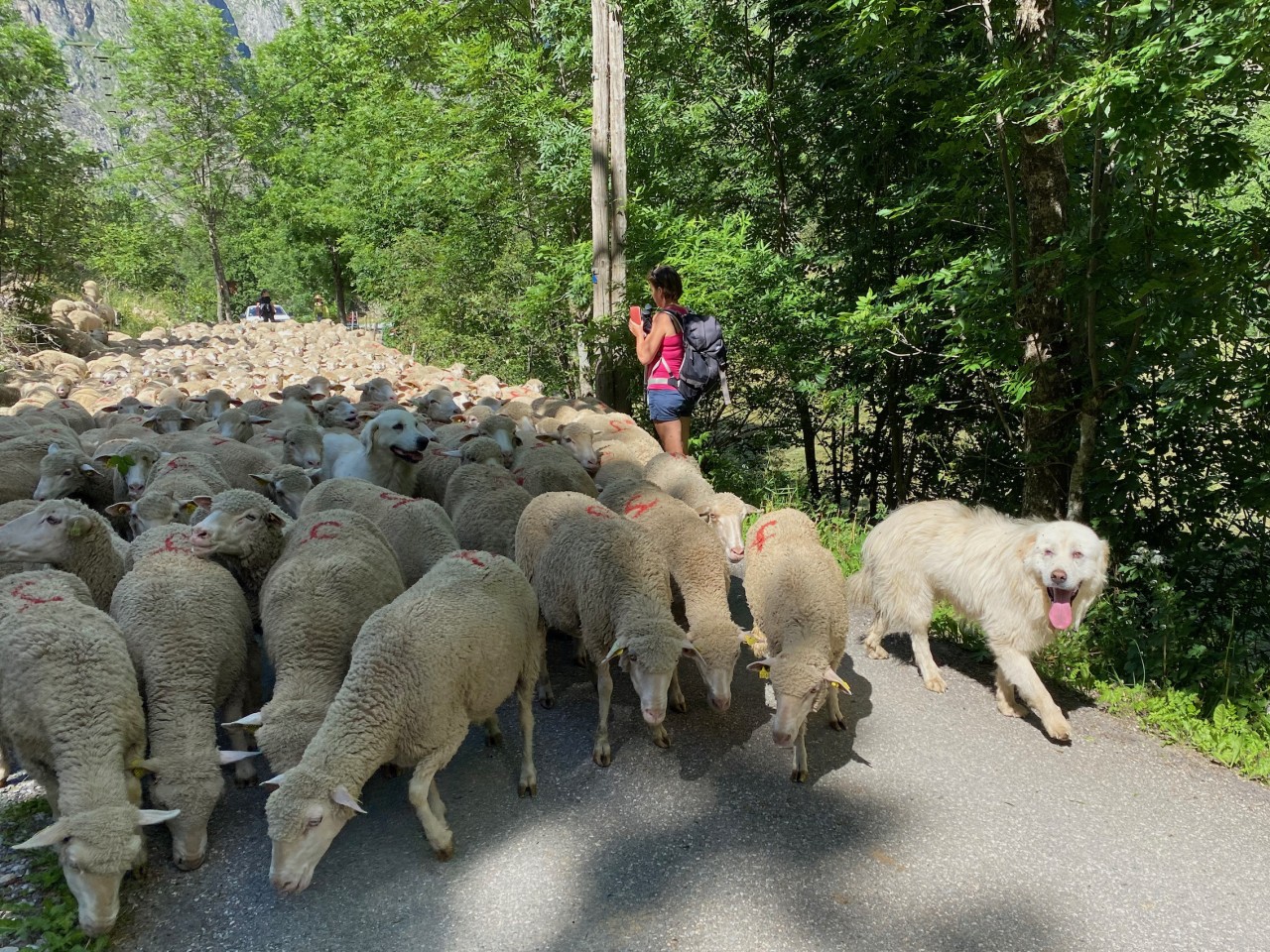 Patou guard dogs working in the French Alps